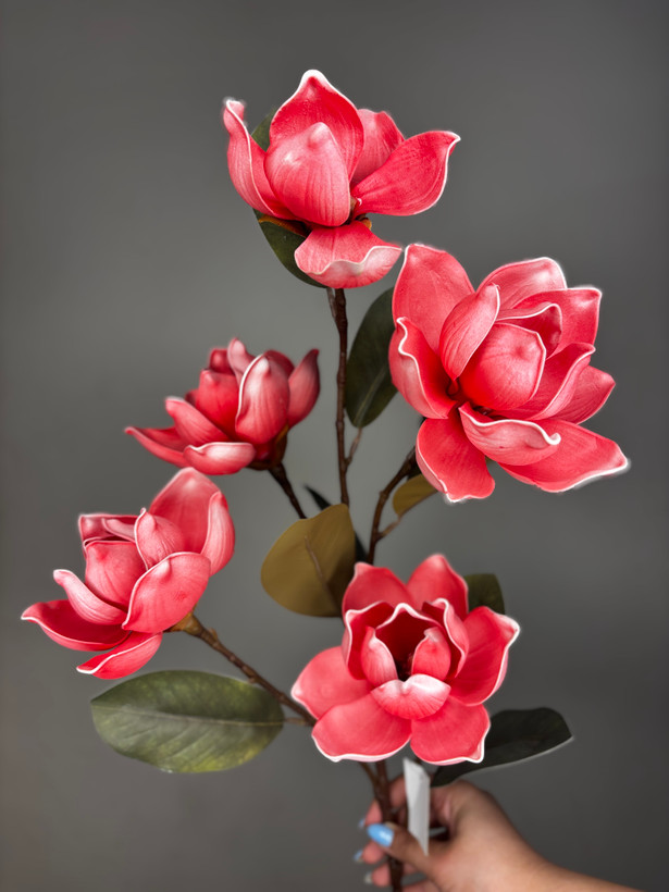 مگنولیا