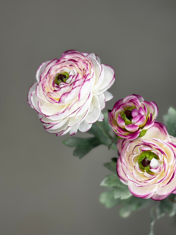 آناما ( آلاله)